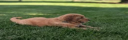 Golden Retriever dogs for sale: Hank - Ad 1