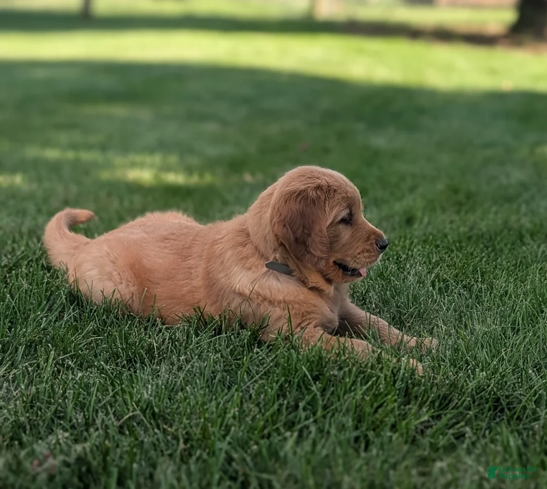 Golden Retriever dogs for sale: Hank - Ad 1