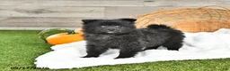 Pomeranian dogs for sale: Natalie - Ad 4
