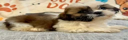 Shih Tzu dogs for sale: Judy - Ad 2