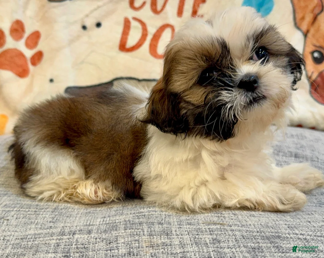 Shih Tzu dogs for sale: Judy - Ad 2