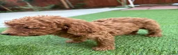 Standard Poodle dogs for sale: Daisy - Ad 10