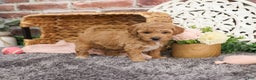 Mini Goldendoodle dogs for sale: Harper - Ad 2