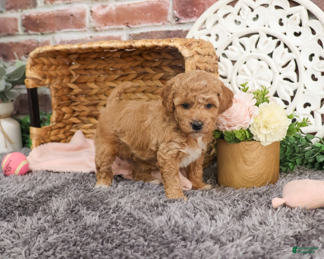 Mini Goldendoodle dogs for sale: Harper - Ad 2