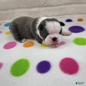 Boston Terrier dogs for sale: Female 1 - Ad 1