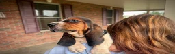 Basset Hound dogs for sale: Walter - Ad 6