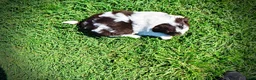 Havapoo dogs for sale: Teddy - Ad 8