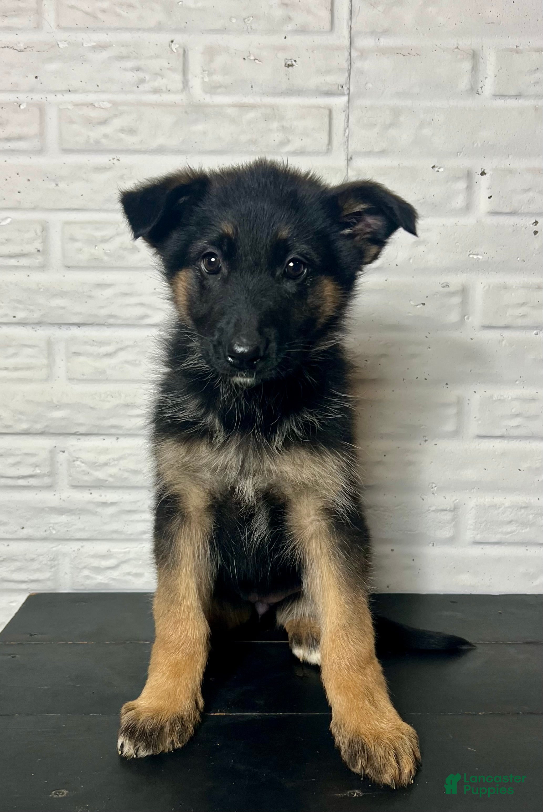 German Shepherd dogs Dolly - Ad 15
