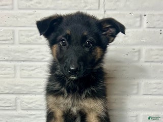 German Shepherd dogs Dolly - Ad 23