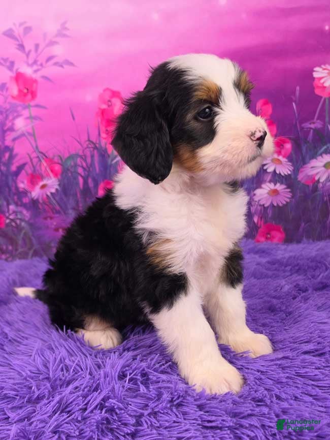 Mini Bernedoodle dogs Crema - Ad 2