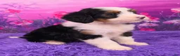Mini Bernedoodle dogs for sale: Crema - Ad 2