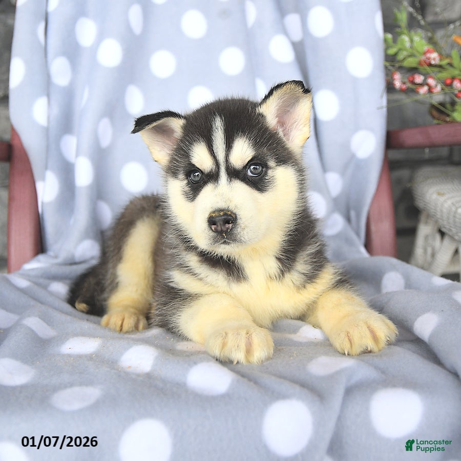 Siberian Husky dogs Blaze - Ad 2