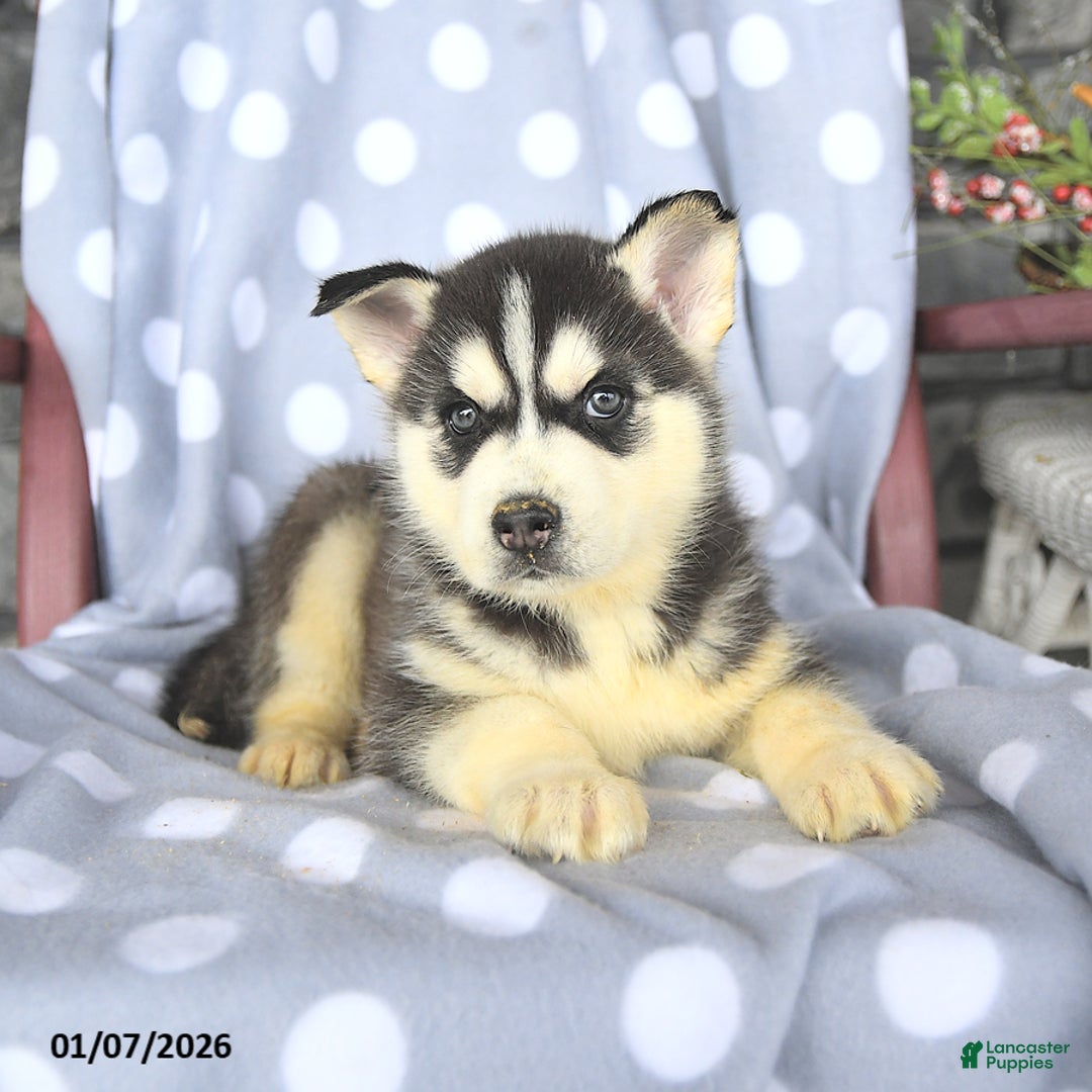 Siberian Husky dogs for sale: Blaze - Ad 2