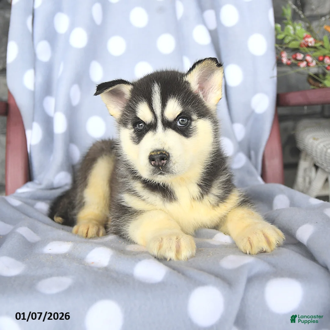 Siberian Husky dogs for sale: Blaze - Ad 2