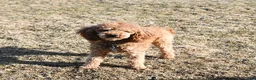 Toy Poodle dogs for sale: Sage - Ad 6