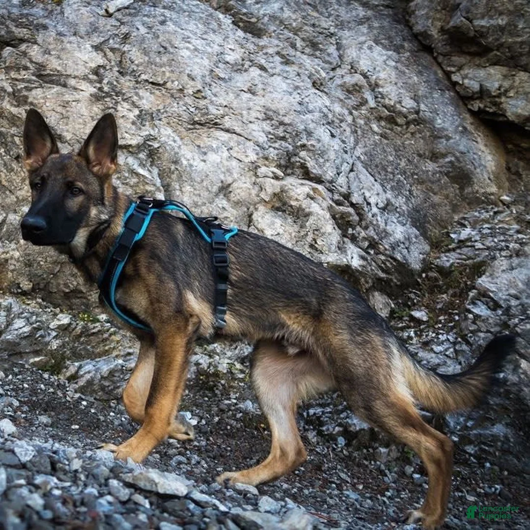 Gallery Image {{count}}