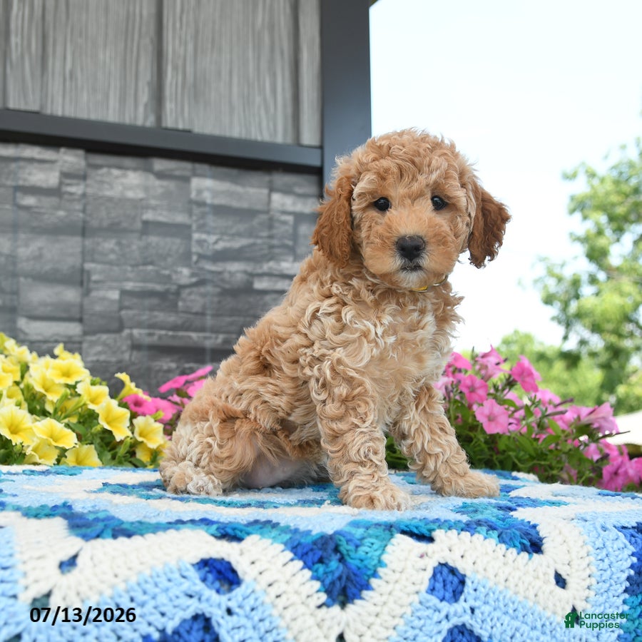 Mini Goldendoodle dogs Goldilocks  - Ad 1