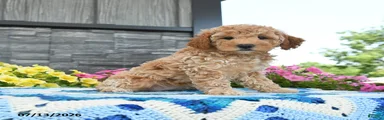 Goldilocks 