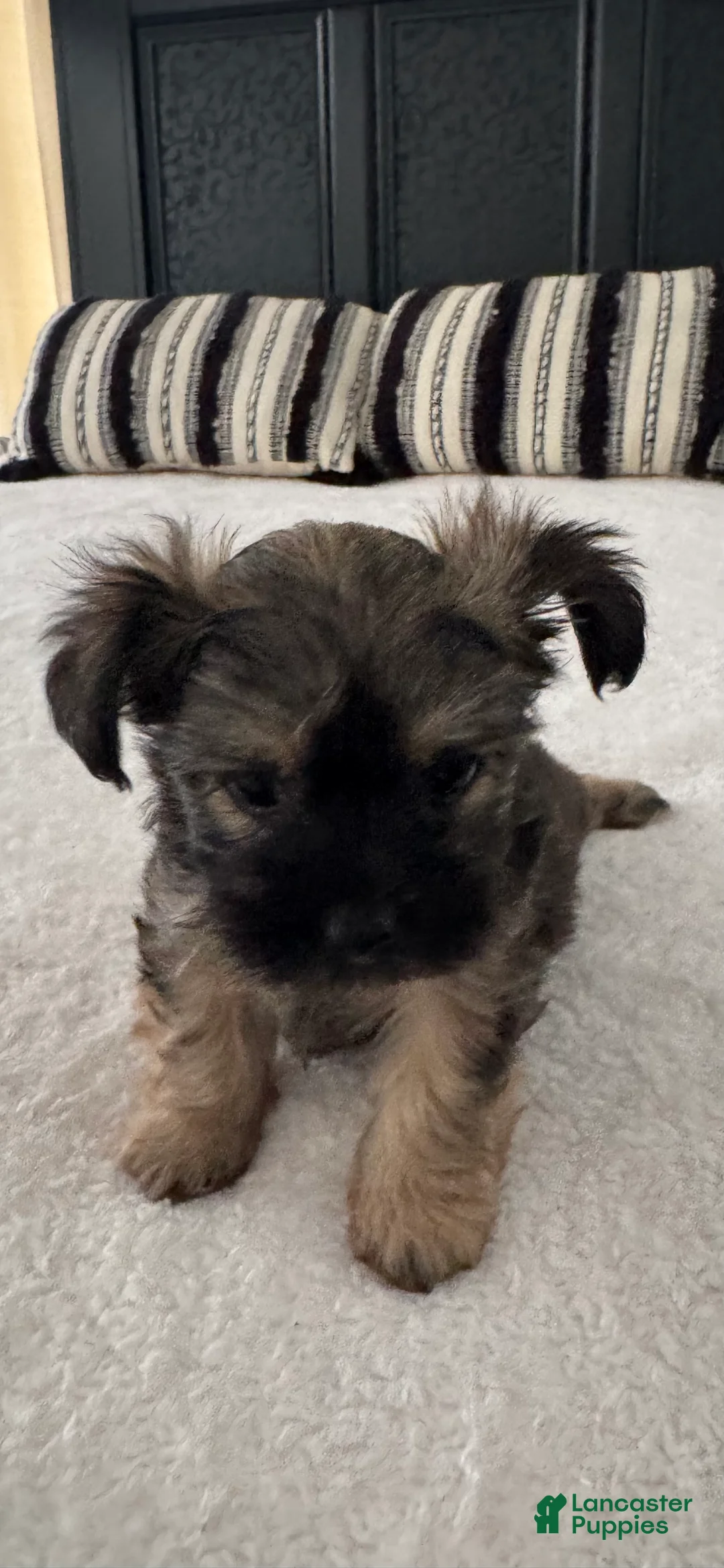 Chorkie dogs for sale: Chorkie Puppy 1 - Ad 1