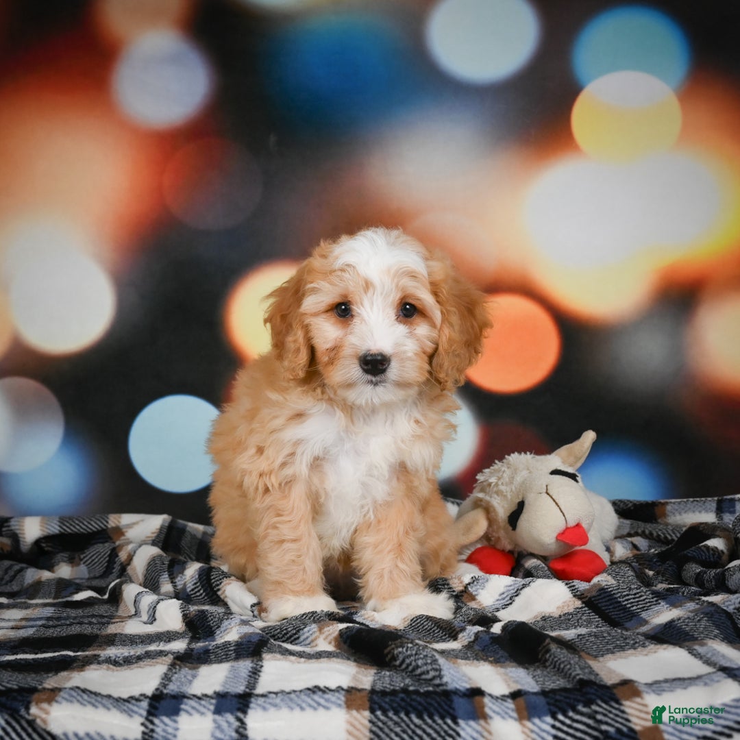Mini Bernedoodle dogs for sale: Madi - Ad 3