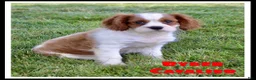 Cavalier King Charles Spaniel dogs for sale: Ryder - Ad 1