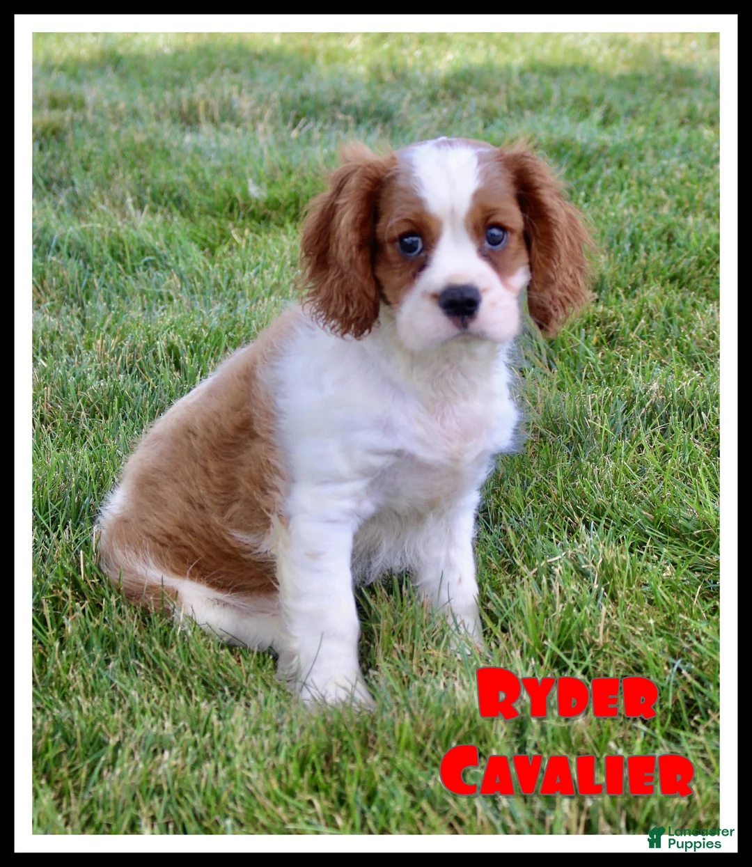 Cavalier King Charles Spaniel dogs for sale: Ryder - Ad 1