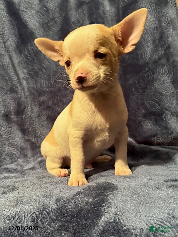 Chihuahua dogs Billy - Ad 37