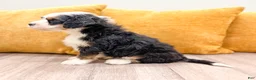 Mini Bernedoodle dogs for sale: Buster - Ad 4