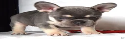 French Bulldog dogs for sale: Tessa - Ad 8