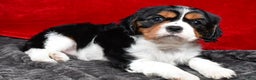 Cavalier King Charles Spaniel dogs for sale: Penny - Ad 1