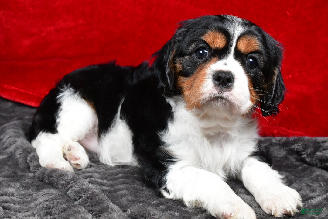 Cavalier King Charles Spaniel dogs for sale: Penny - Ad 1