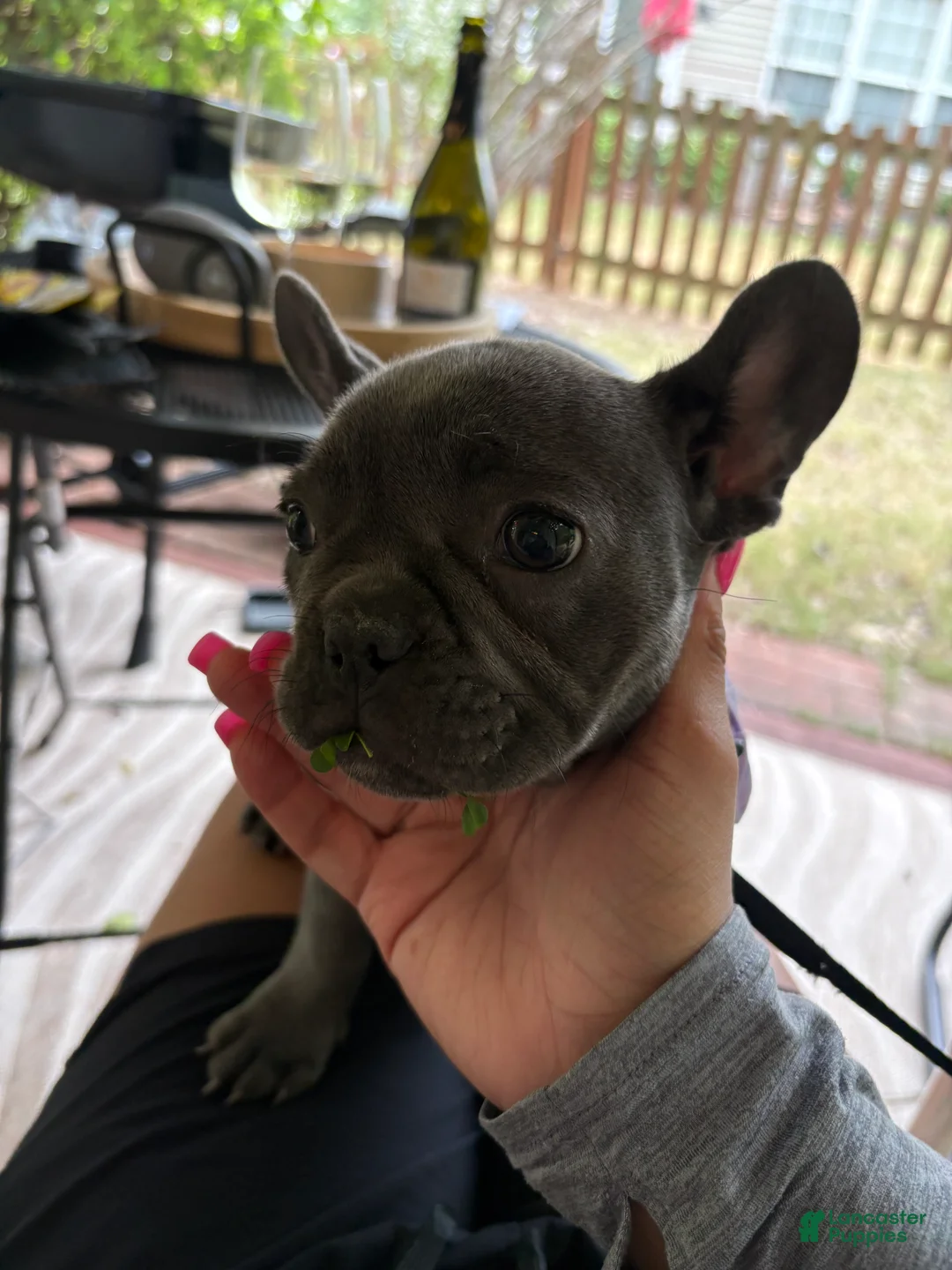 French Bulldog dogs for sale: French Bulldog 2 - Ad 4