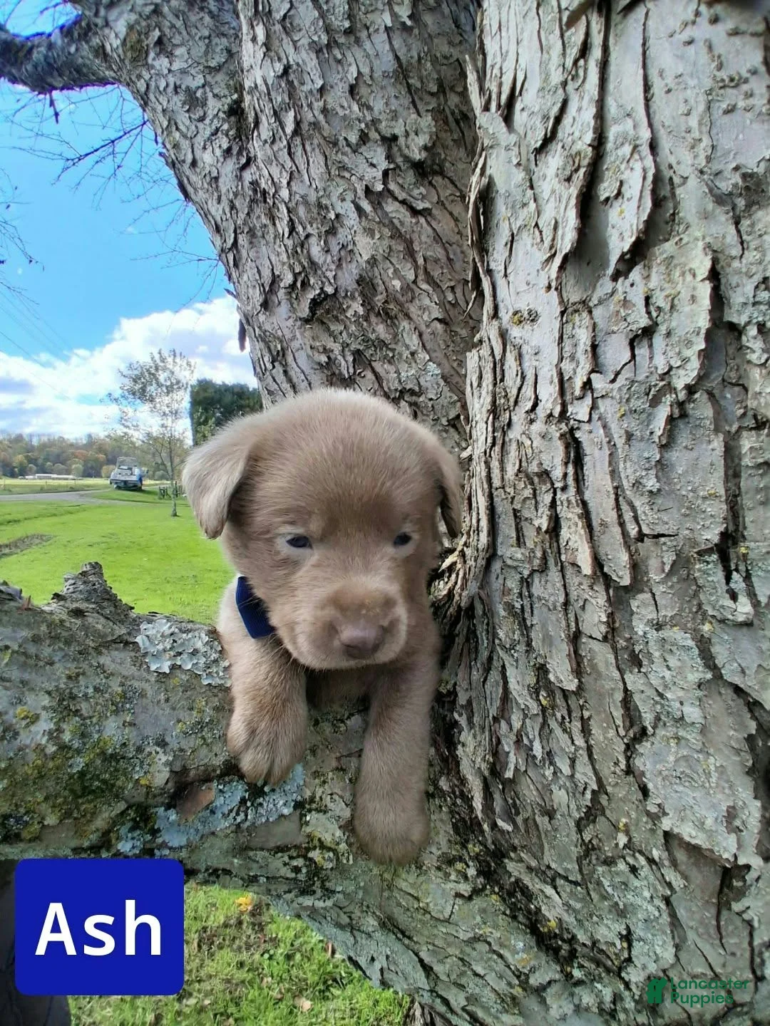Labrador Retriever dogs for sale: Ash - Ad 1