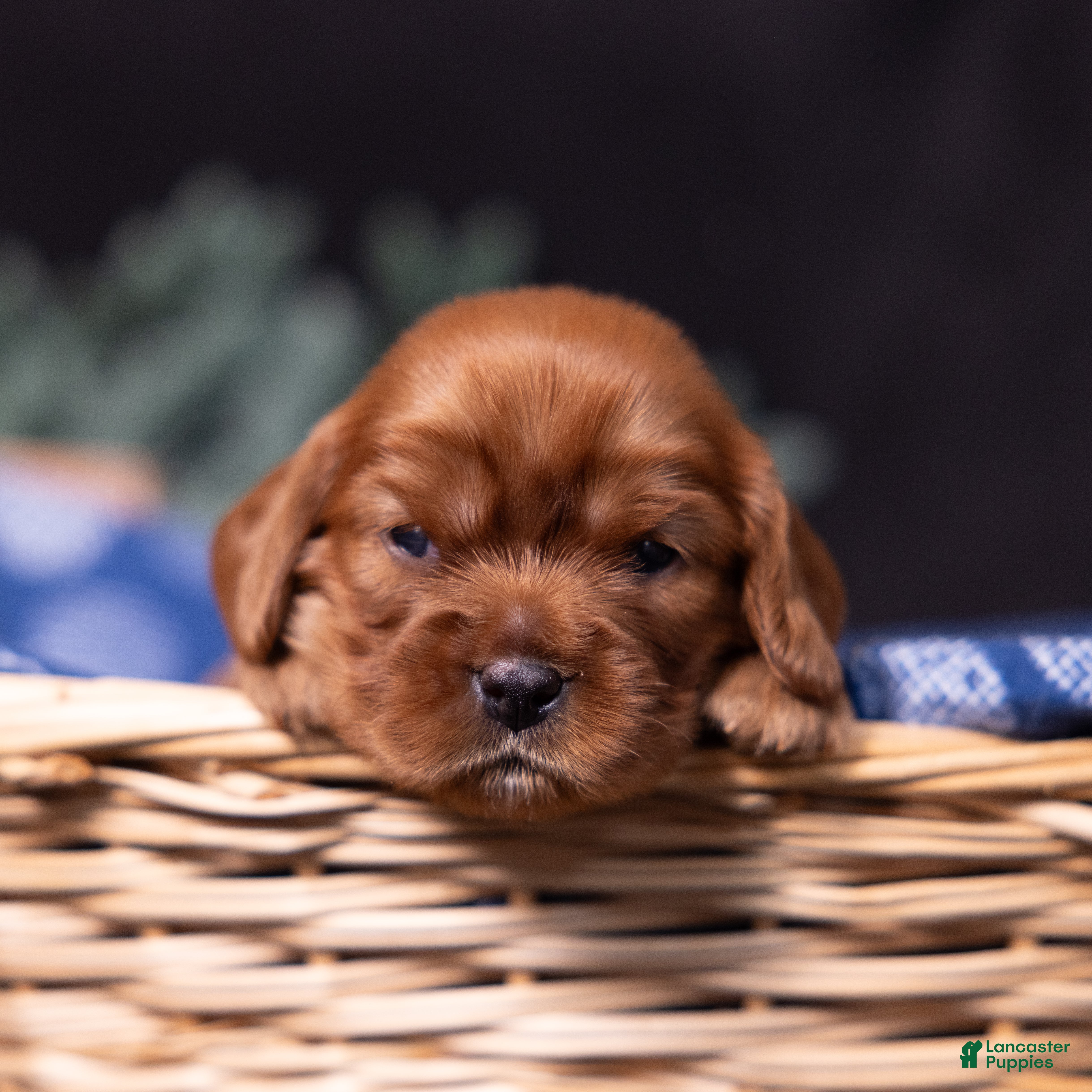 Cavalier King Charles Spaniel dogs Galileo - Ad 2