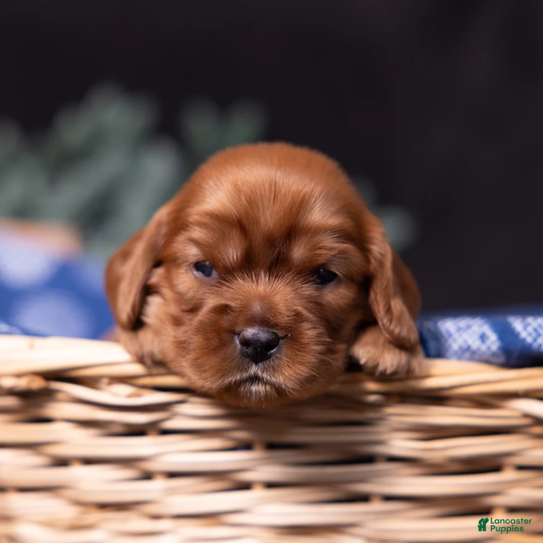 Cavalier King Charles Spaniel dogs for sale: Galileo - Ad 2