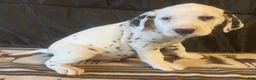 Dalmatian dogs for sale: Pongo - Ad 3