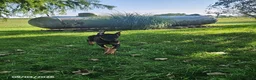 Doberman Pinscher dogs for sale: Kayla - Ad 5