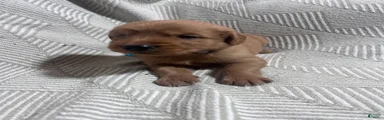 Golden Retriever 3