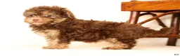 Havapoo dogs for sale: Dorsie - Ad 9