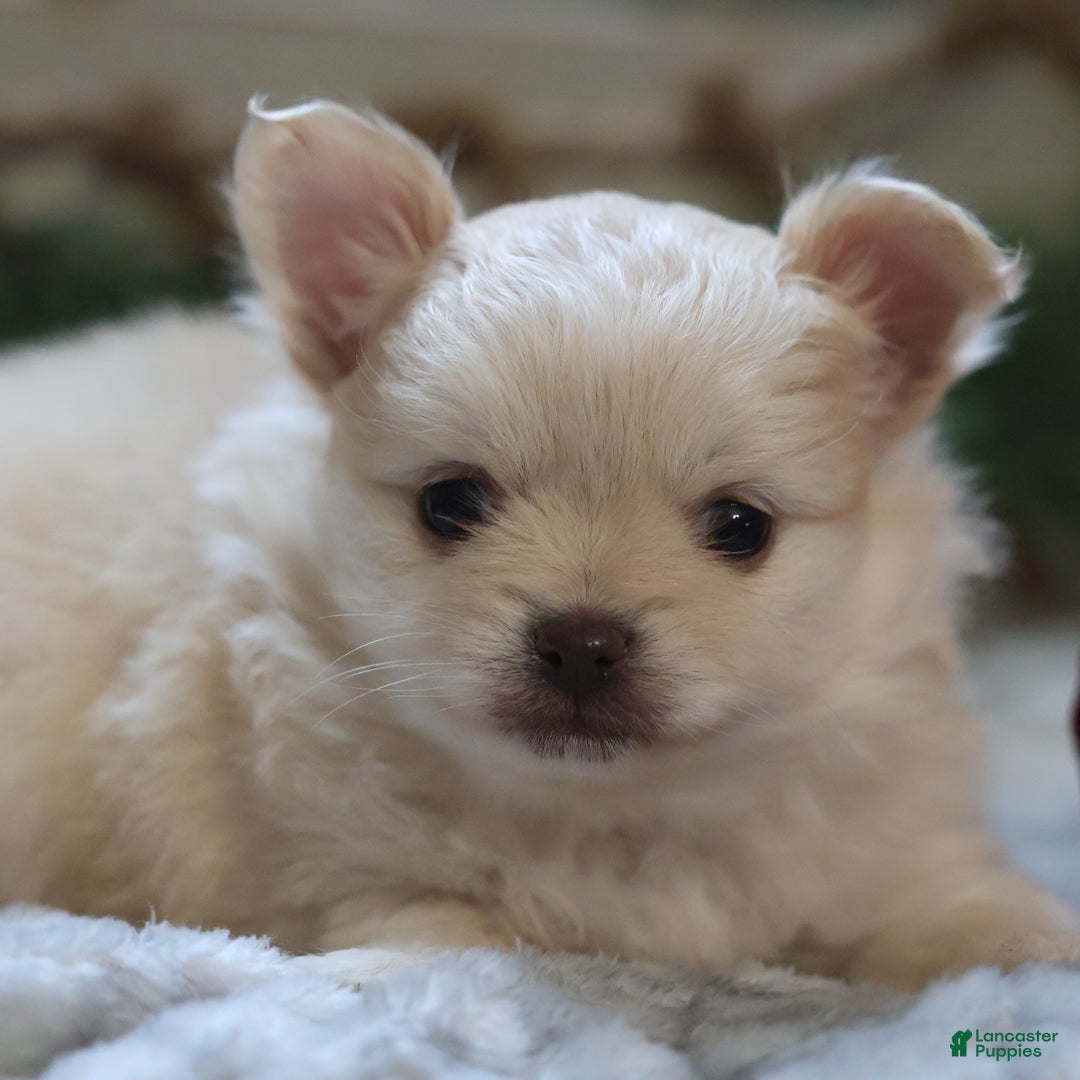 Maltipom dogs for sale: Sugarplum - Ad 7