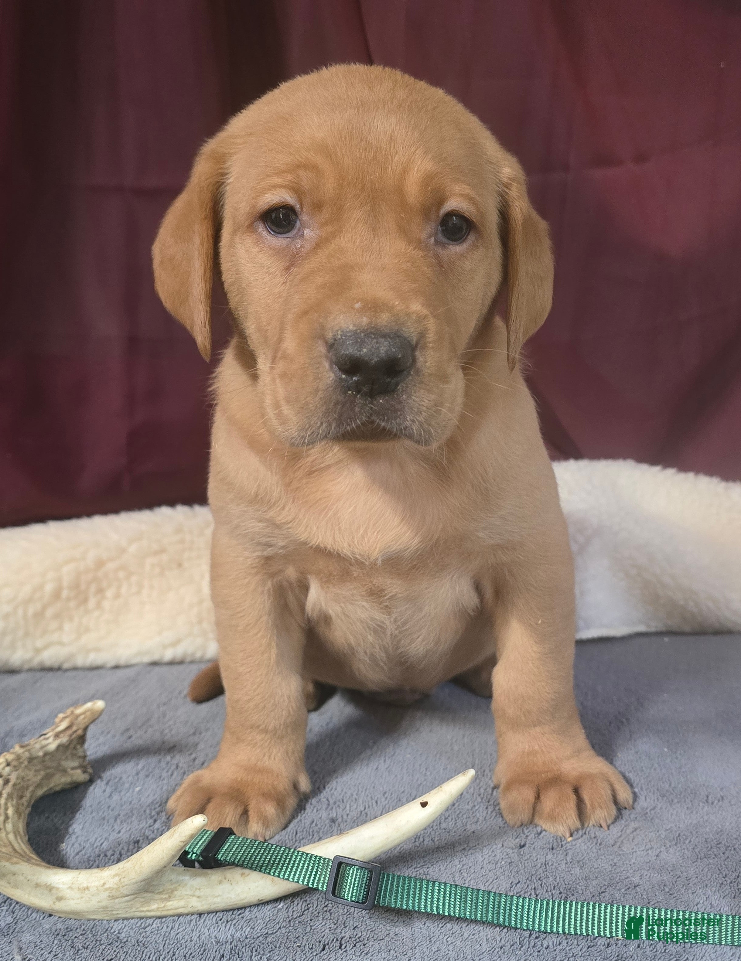 Labrador Retriever dogs Labrador Retriever Puppy Green Collar - Ad 1