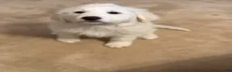 Great Pyrenees dogs for sale: Great Pyrenees Puppy 6 - Ad 6