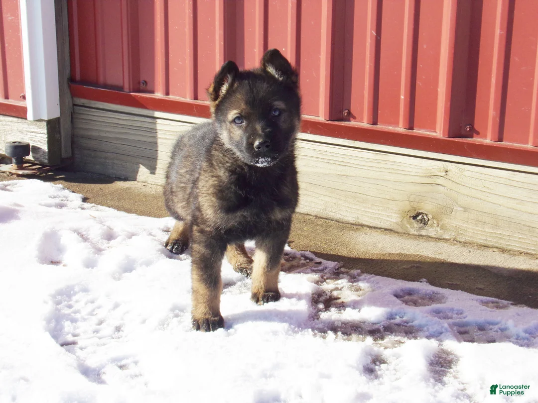 German Shepherd dogs for sale: Cora - Ad 1