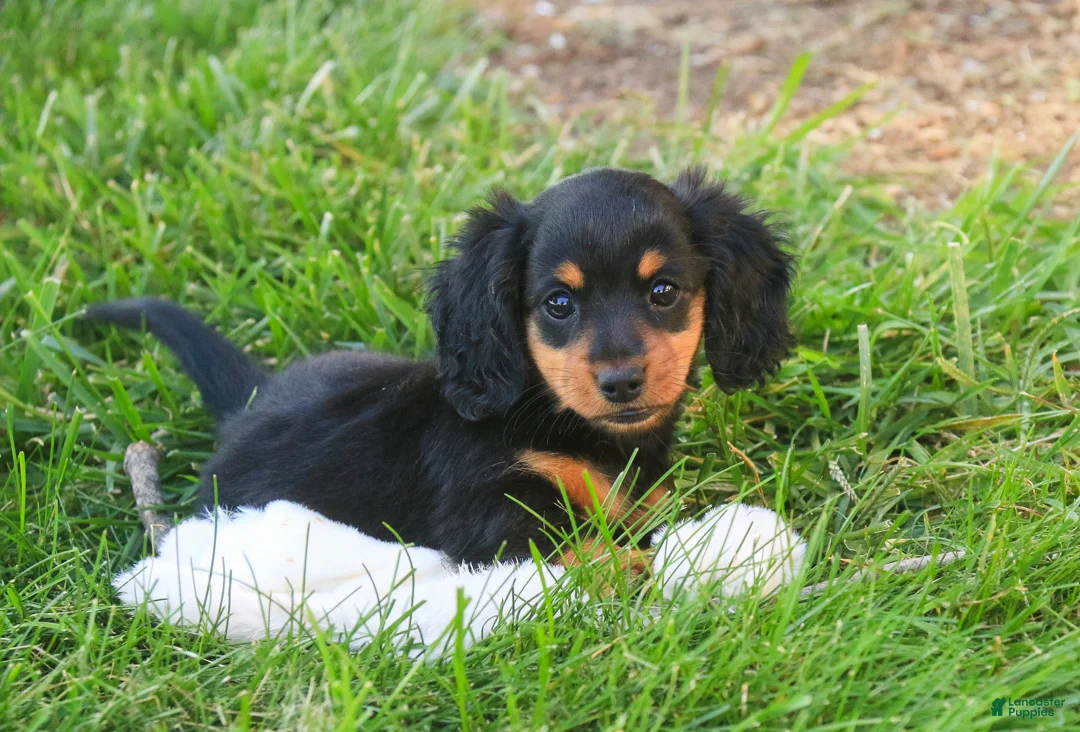 Miniature Dachshund dogs for sale: Sally Miniature Dachshund  - Ad 2
