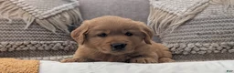 Golden Retriever dogs for sale: Chandler  - Ad 10