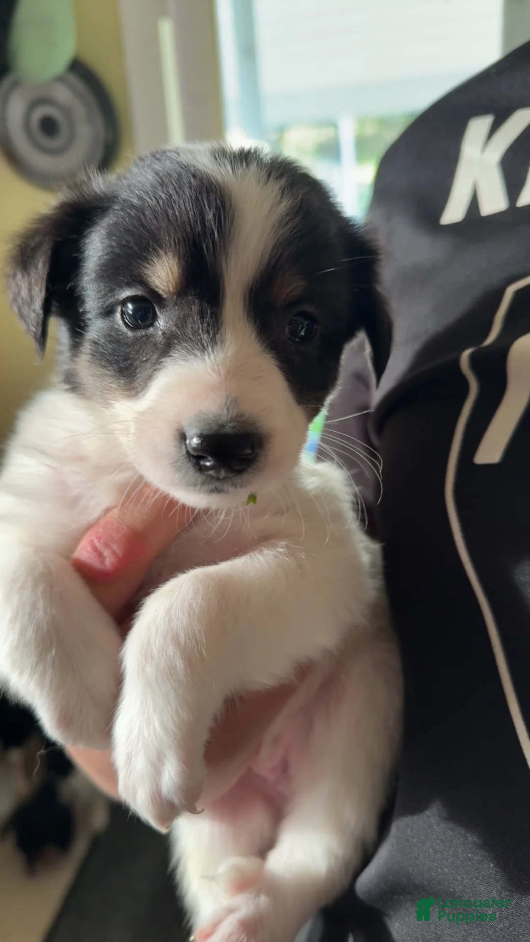 Mixed Breed dogs for sale: Mixed Breed Puppy 5 - Ad 1