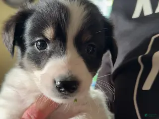 Mixed Breed dogs Mixed Breed Puppy 5 - Ad 11