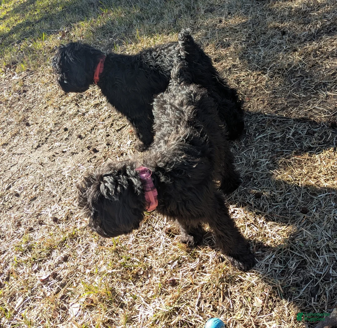 Whoodle dogs for sale: Green - Ad 7