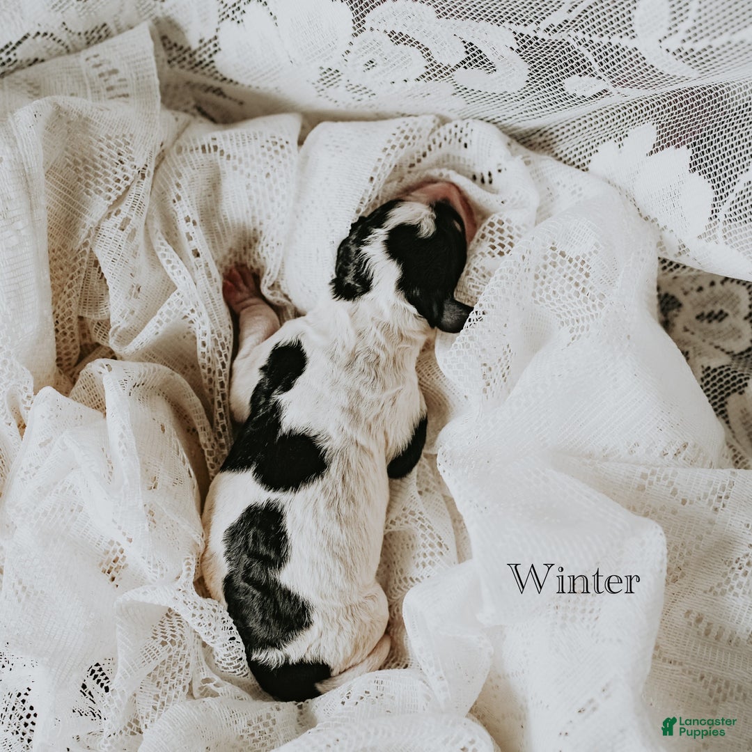 Standard Poodle dogs for sale: Winter - Ad 4