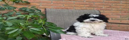 Cockapoo dogs for sale: Izzy - Ad 7